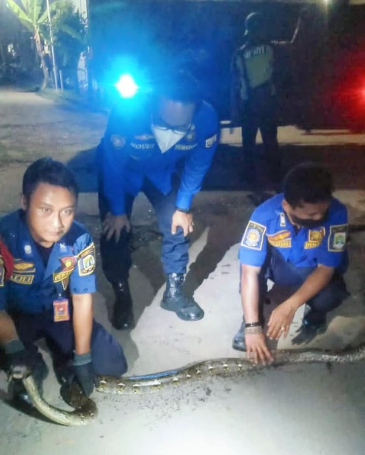 Tim Rescue Pemadam Kebakaran Satpol PP Provinsi Banten berhasil mengamankan ular sanca sepanjang 2,5 meter 