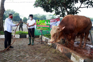  Dilaksanakan Hari ini, Sekda Al-Muktabar Pimpin Pemotongan Hewan Kurban Masjid Raya Al Bantani