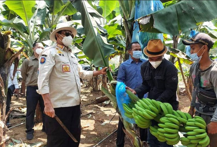 Tinjau Kebun Pisang Di Lebak, Gubernur WH: Sangat Potensial dan Produktif