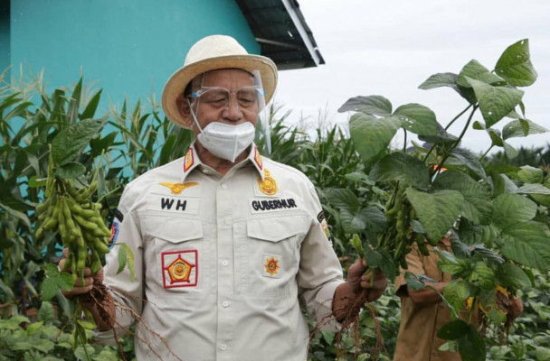 Pemprov Banten Dorong Peningkatan Produksi Kacang Kedelai