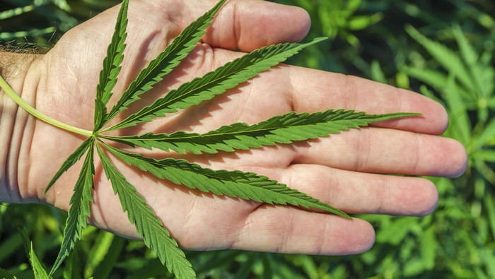 Ganja Diteliti untuk Melawan Virus Corona, Bagaimana Hasilnya?