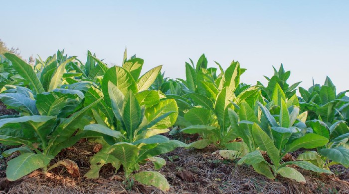 Vaksin Corona dari Tembakau Siap Diuji ke Manusia